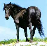 LOSINO